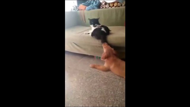 Cat Has Had Enough Of Dog's Sh*t [VIDEO]