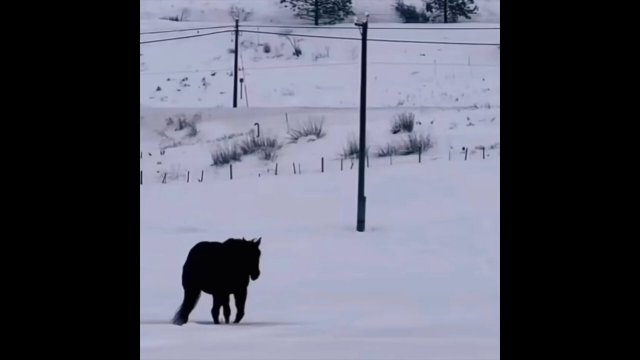 Is the horse walking towards us or away from us? [VIDEO]