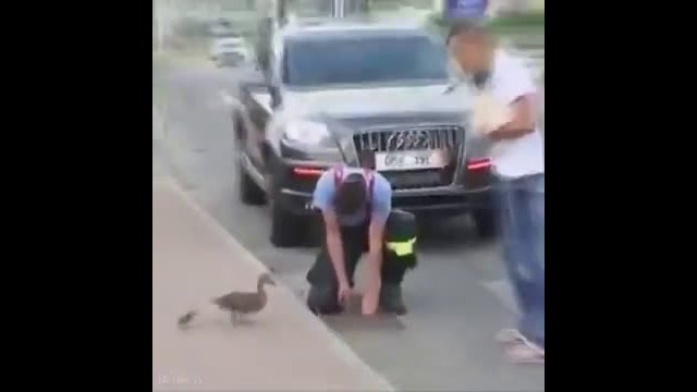 Even ducks have reason to be grateful to the emergency services