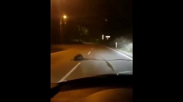 Guy helps beaver carry branch across road