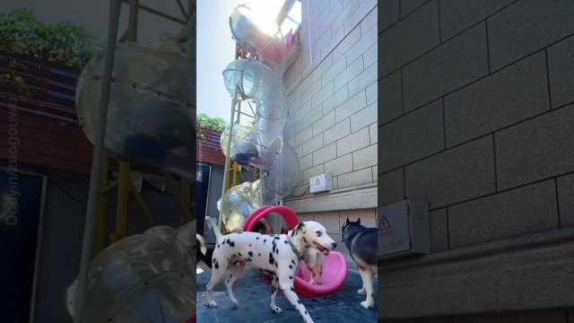Wholesome dogs enjoy twisty slide