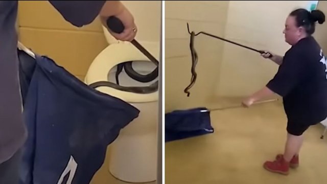 Spotted black snake found in Queensland public toilet [VIDEO]