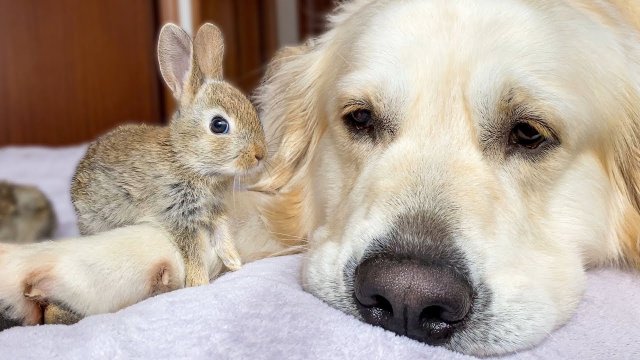 Cute Baby Bunnies think the Golden Retriever is their Mother [VIDEO]