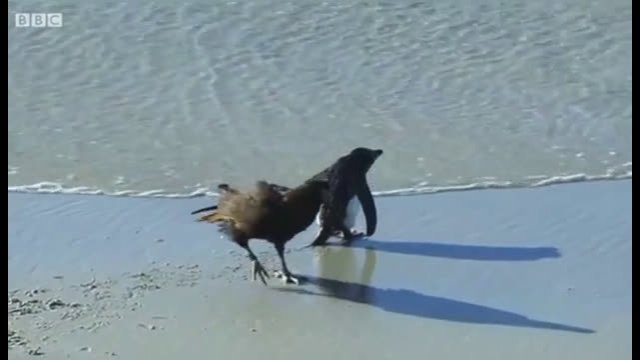 Steamer ducks save a penguin chick from a group caracaras