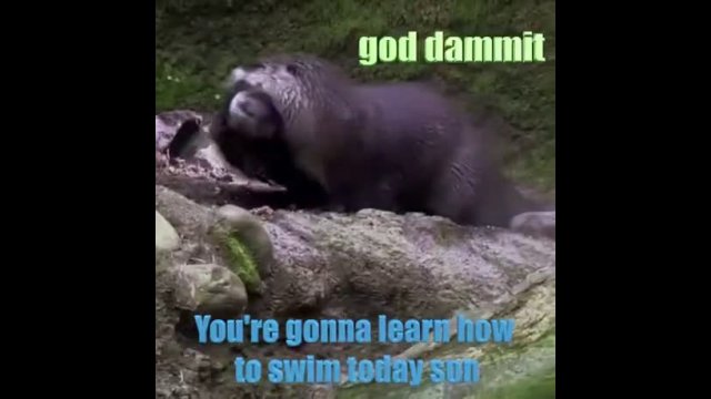 Otter teaches son how to swim