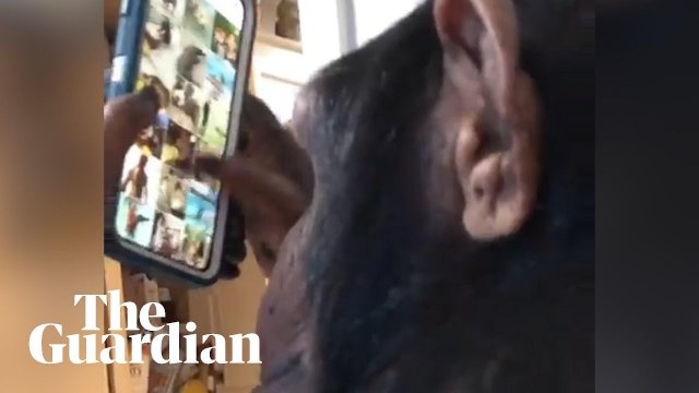 Sugriva the chimpanzee swipes through photos on Instagram