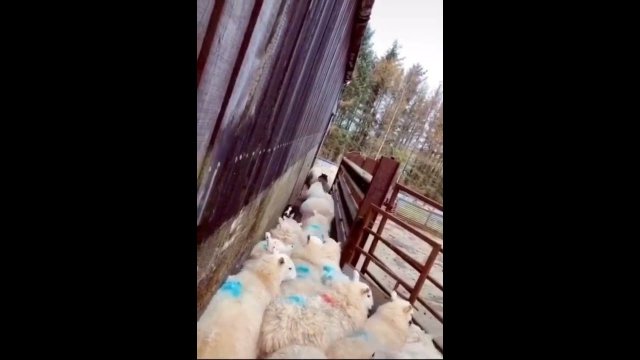Sheep dog clears traffic jam #Shorts [VIDEO]