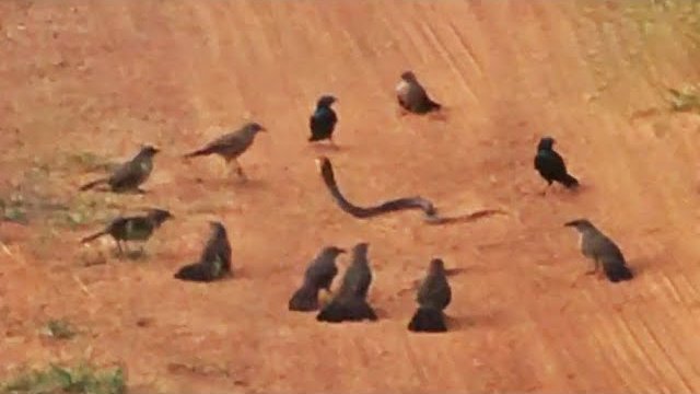 Bird gang attacks snake