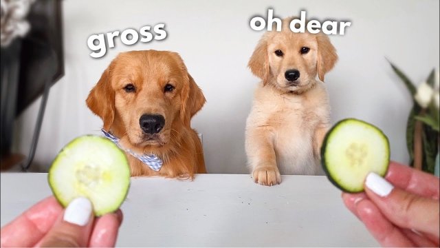 Dog Reviews Food With Baby Puppy