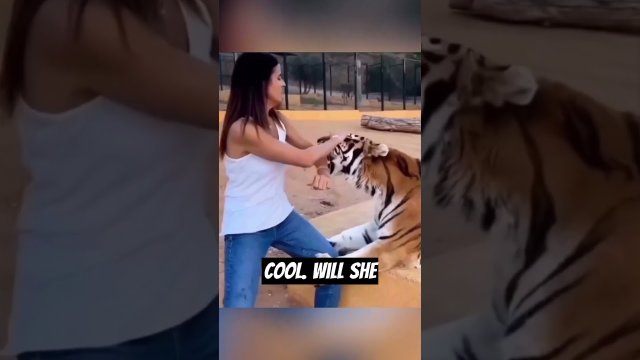 The Tiger Doesn't want her to Leave [VIDEO]