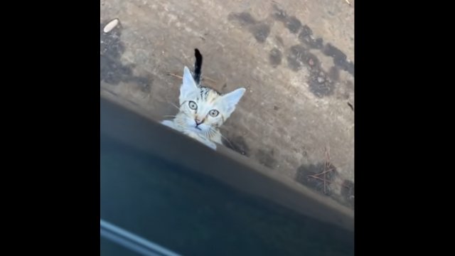 Road crossing kitten chooses her human