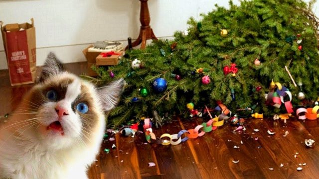 Cats vs Christmas Trees! (A Compilation) [VIDEO]