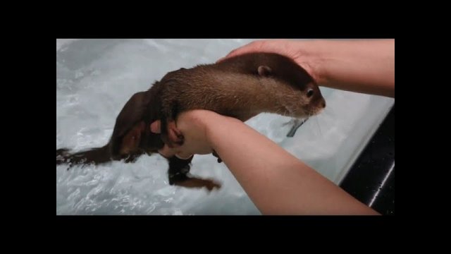 Adorable otter and her first bath in a bathtub [VIDEO]