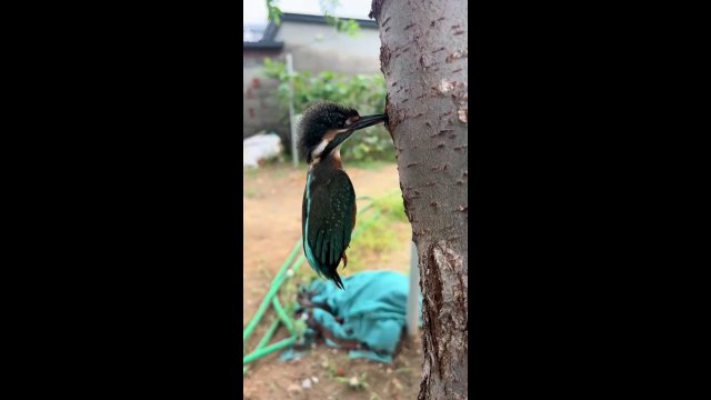 Freeing a trapped kingfisher [VIDEO]