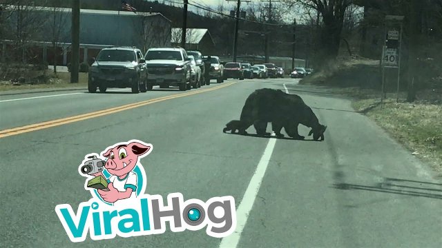 Momma Bear Struggles with Cubs