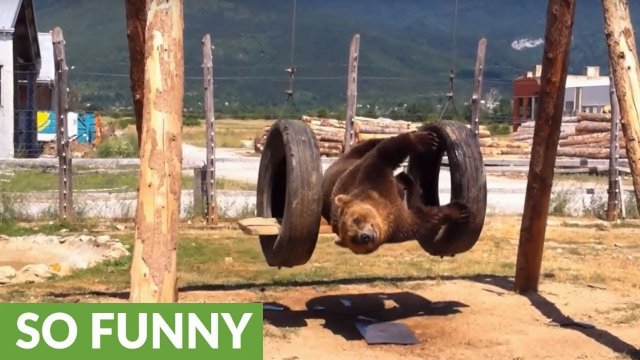 Clumsy bear falls off of swing set [VIDEO]