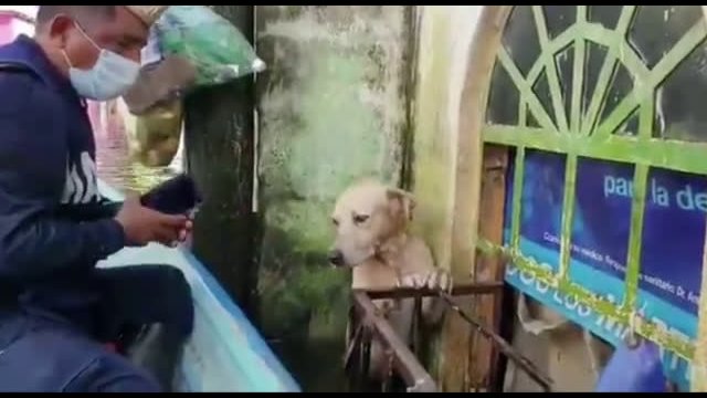 Dog Rescued From Floods In Mexico