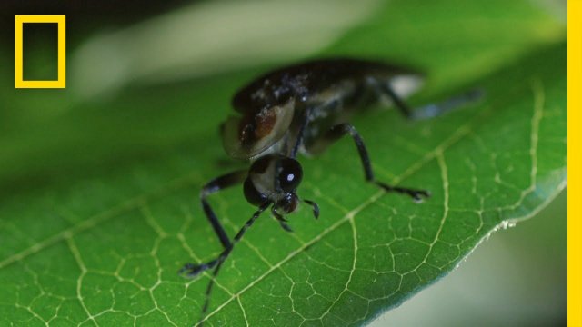 Firefly Light Show | America's National Parks [VIDEO]