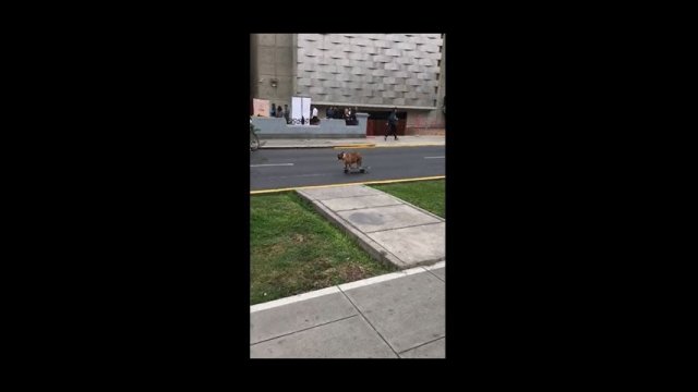 This dog can skateboard around his neighborhood