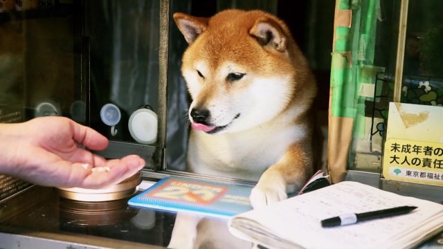 Doge selling cigarettes in Tokyo [VIDEO]