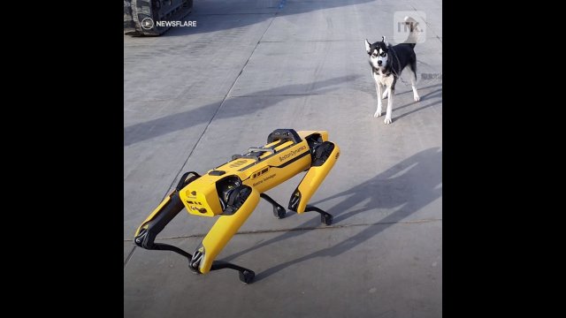 Robot dog meets real-life husky [VIDEO]