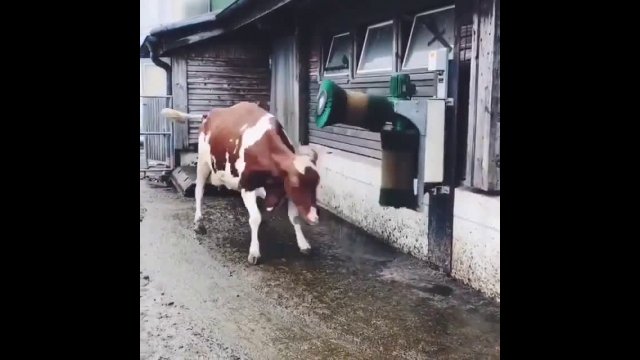 Cow can't contain its excitement over a good brushing [VIDEO]