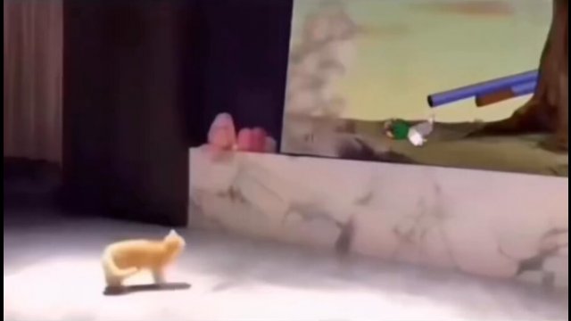 Tom and Jerry didn't lie, cats really do run like that [VIDEO]