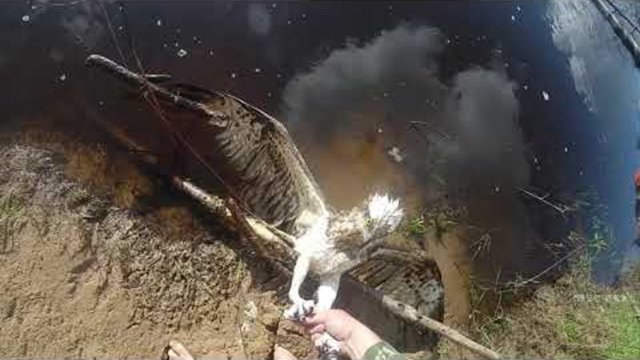 Rescuing an Entangled Hawk From Fishing Line