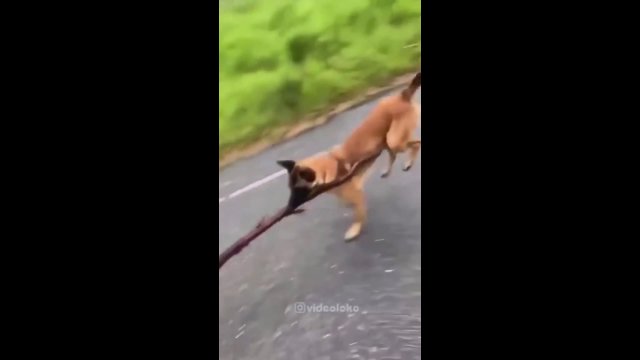 The dog carries a huge stick
