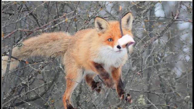 The fox steals the birds a winter snack hung on a branch