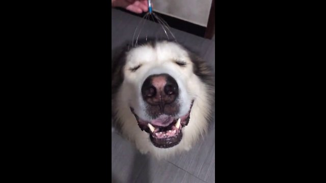 Dog getting a head massage