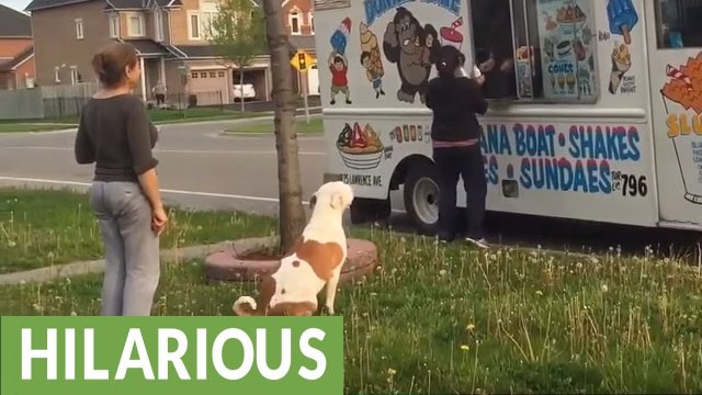 Pit Bull patiently waits in line for ice cream [VIDEO]
