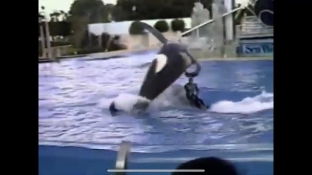 Crazy footage from 1987 shows SeaWorld trainer John Sillick being body slammed by a huge orca
