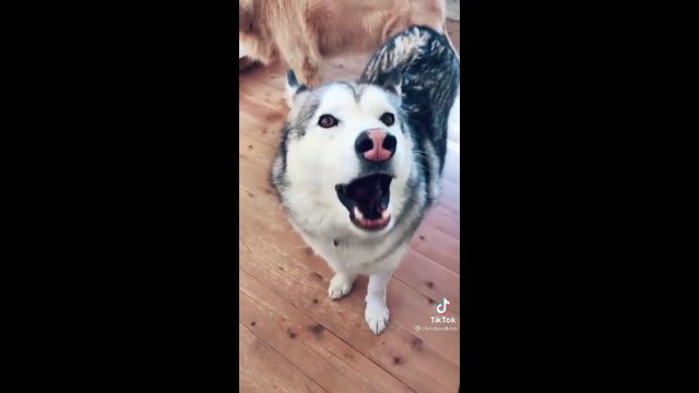 Dogs give a demonstration of their skills