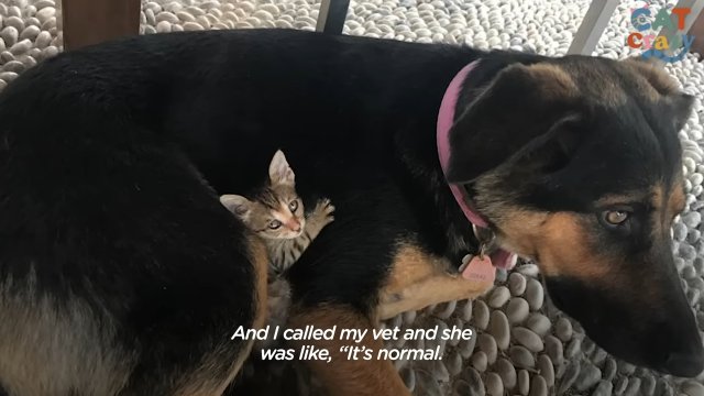 Stray Kitten Picks A Dog As Her Mom