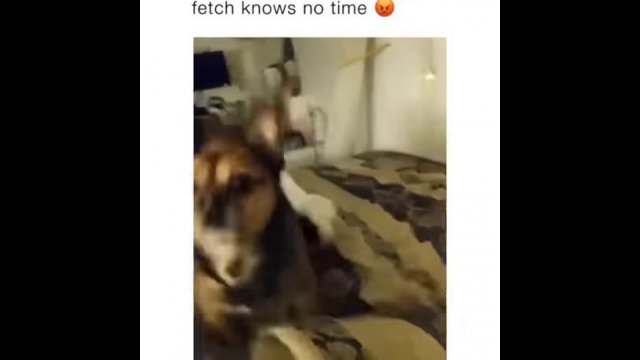 Fetch knows no time