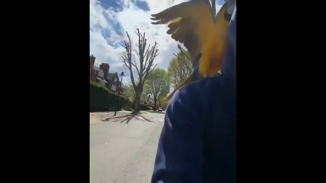 A guy takes his parrot for a walk