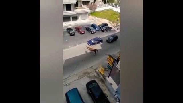 Collision of a horse with a car