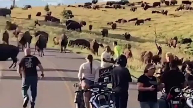 Bison rips pants off woman in violent attack [VIDEO]