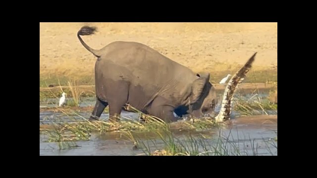 An angry elephant kills a crocodile. He protected his cubs