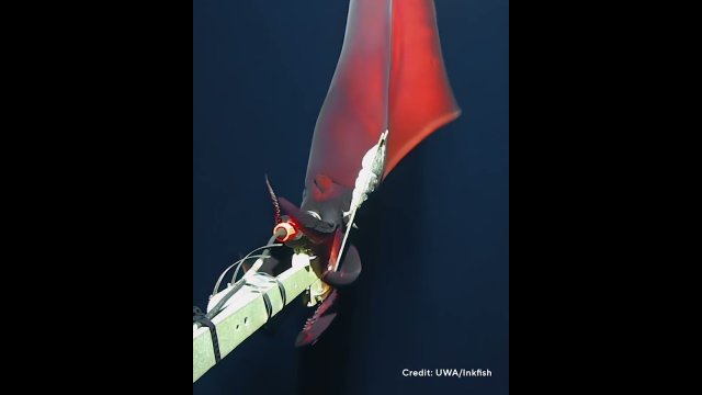 Rare deep-sea squid caught on camera [VIDEO]