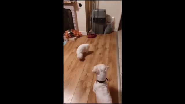 Cat and Dog dancing Tango