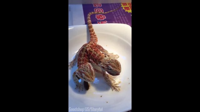 2 Headed Lizard Eating Insects