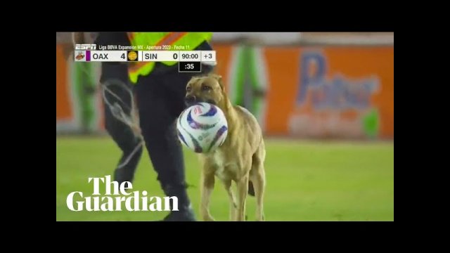 Mexican football match halted by pitch-invading dog that steals the ball [VIDEO]