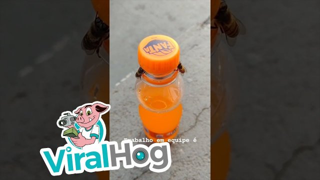 Bees opening a soda bottle