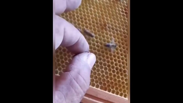 Bees assessing health of their queen [VIDEO]
