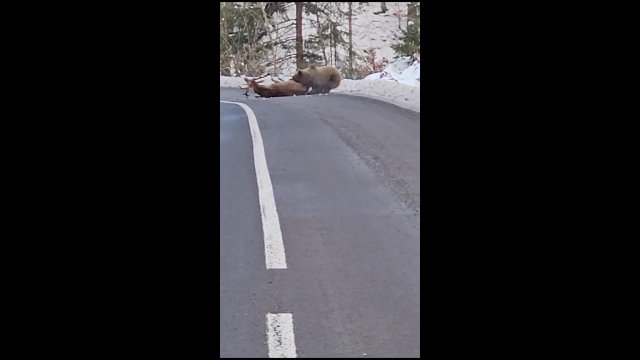Deer pulled to the side by a bear [VIDEO]