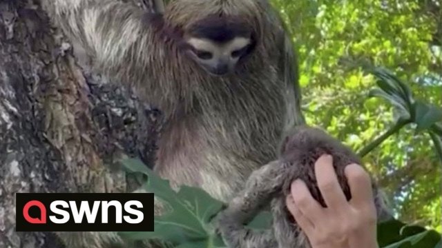 Baby sloth reunited with mum after it was found crying on a beach[VIDEO]