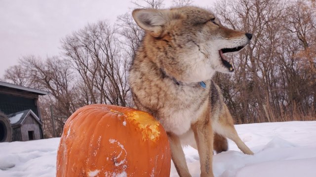 Dakota gets a pumpkin
