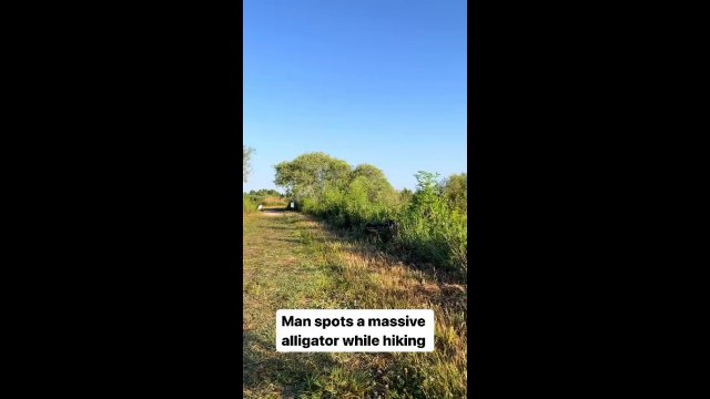 Man spots a massive alligator while hiking [VIDEO]